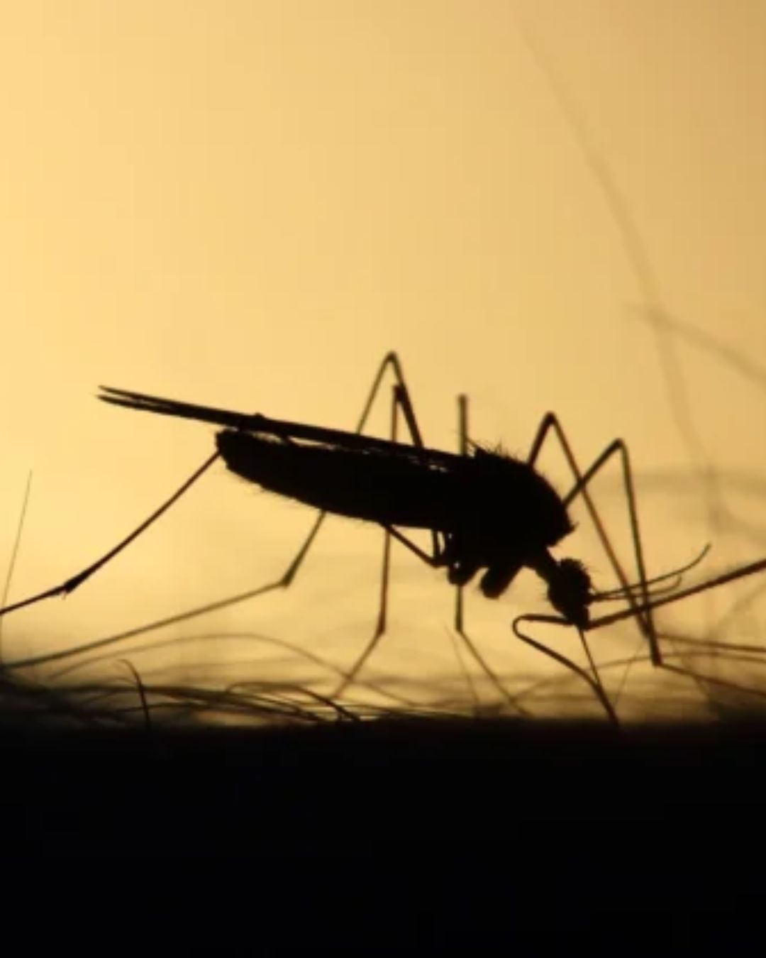  Mrs. Green Planet Eco-Friendly Pest Management: Organic Mosquito Control Services in Atlanta for Outdoor Comfort
