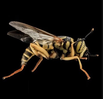  Yellow Jacket Removal in NJ | ALCO Animal & Pest Control