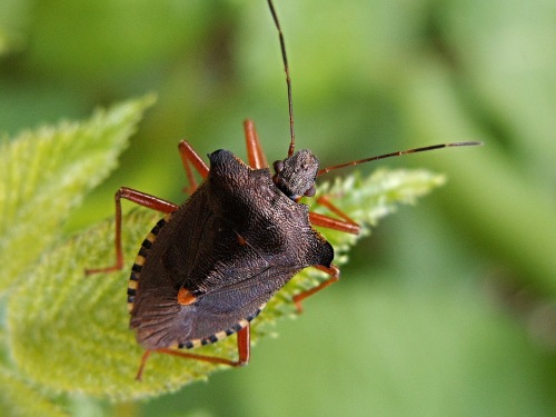  Avayda Pest Control Redefining Exterminator Services in Vancouver