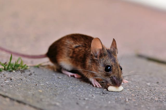  Avayda Pest Control Bringing Mice Exterminator Expertise Home