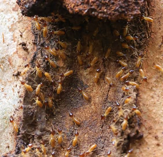  Termite Pest Control Melbourne: Protect Your Property Before Damage Spreads