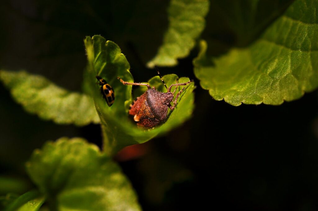  Avayda Pest Control Keeping Homes Ahead of Infestations Kelowna