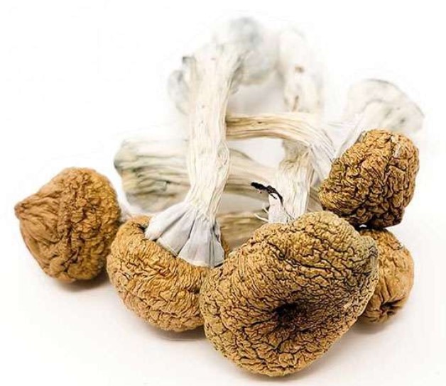  Texas Yellow Caps Magic Mushrooms