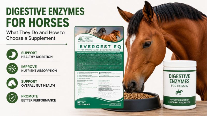  Digestive Enzymes for Horses: Guide & Best Horse Gut Supplements – Evergreen Equine