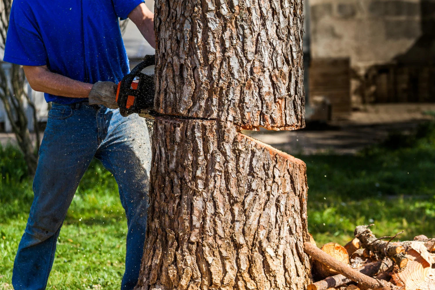  Fast Response For Dangerous Limbs Today emergency tree trimming