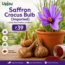  Saffron Crocus Bulb (Imported) – Grow Real Saffron at Home | ₹39