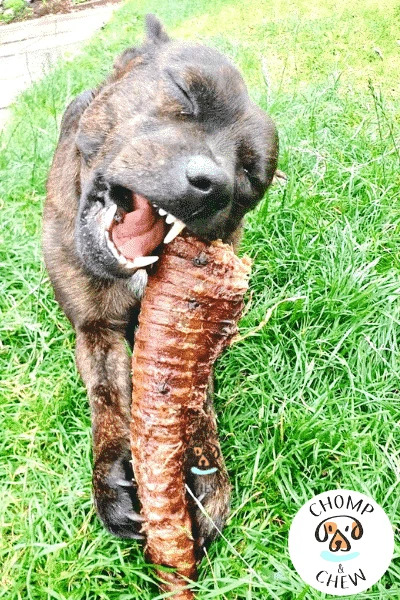  Long-Lasting Chews for Dogs & Puppies