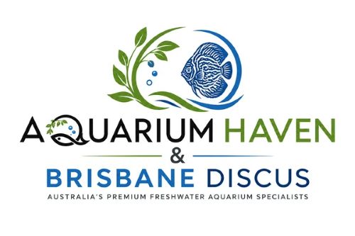  Aquarium Fish Australia Online Store | Aquarium Haven