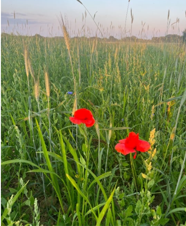 Regenerative Farming West Sussex