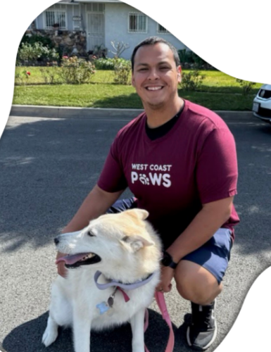  Book a West Hollywood Dog Walker – Westcoastpaws