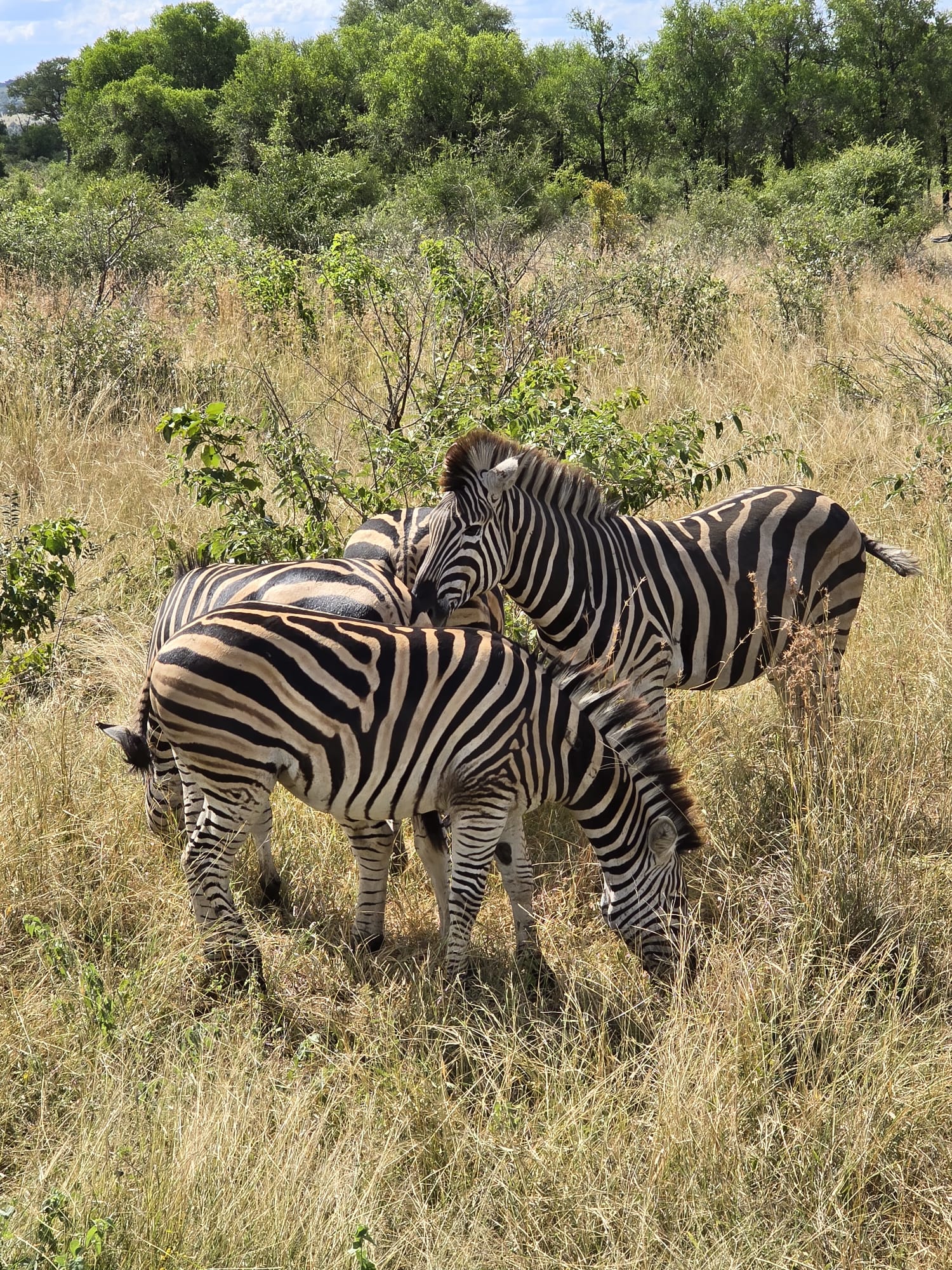  Best Johannesburg Day Tours Package for Travelers