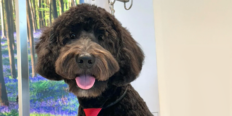  Shop Dog Grooming Packages for Your Dog