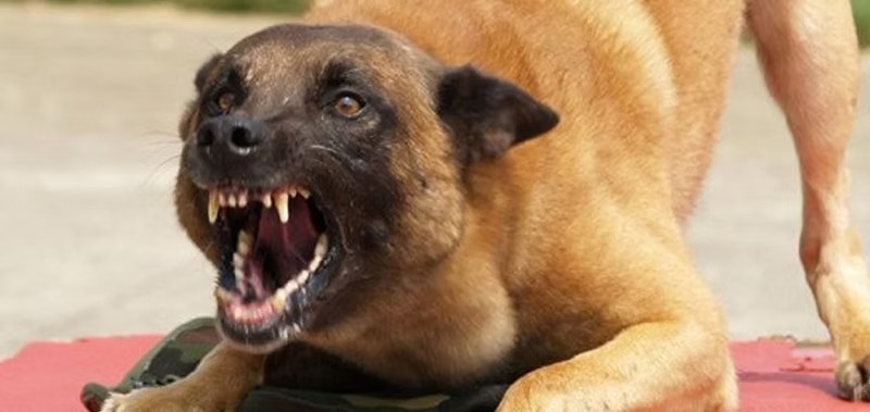  Get Support with Dog Aggression Behaviour Today