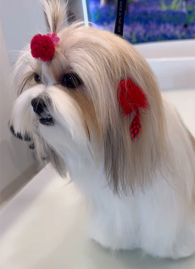  Buy Cat Grooming Packages for Convenient Pet Care