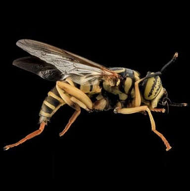  Yellow Jacket Removal in NJ | ALCO Animal & Pest Control