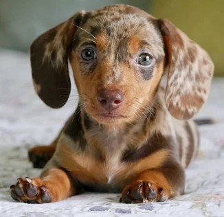  Dachshund Puppies for Sale San Antonio TexasDachshund Puppies for Sale San Antonio Texas