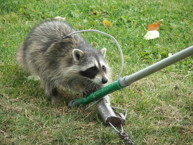  Raccoon Removal Vaughan