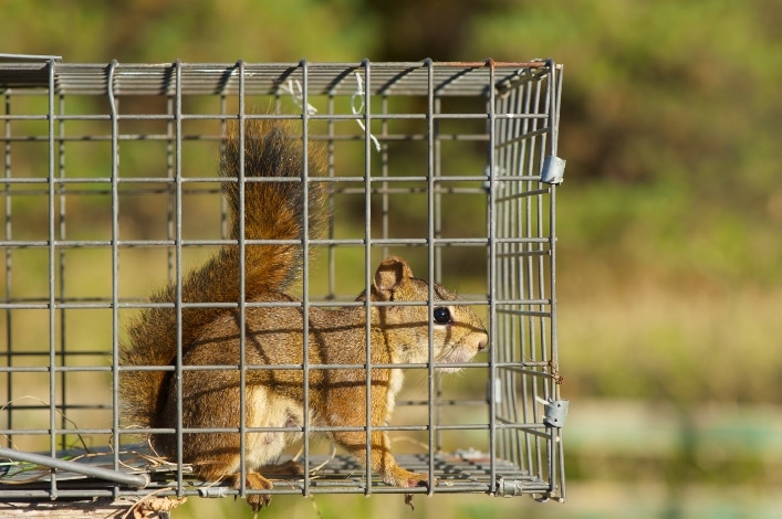  Mississauga Wildlife Control