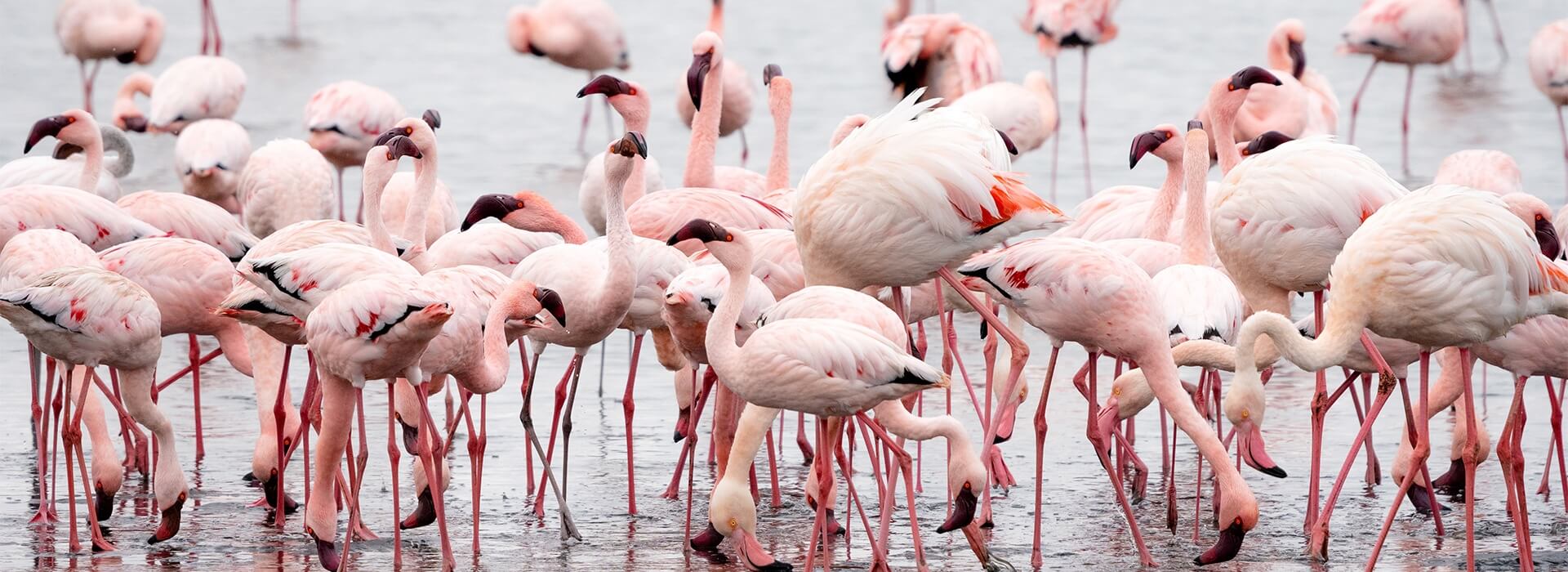  Kenya Safari Holidays: Experience the Magic of Maasai Mara