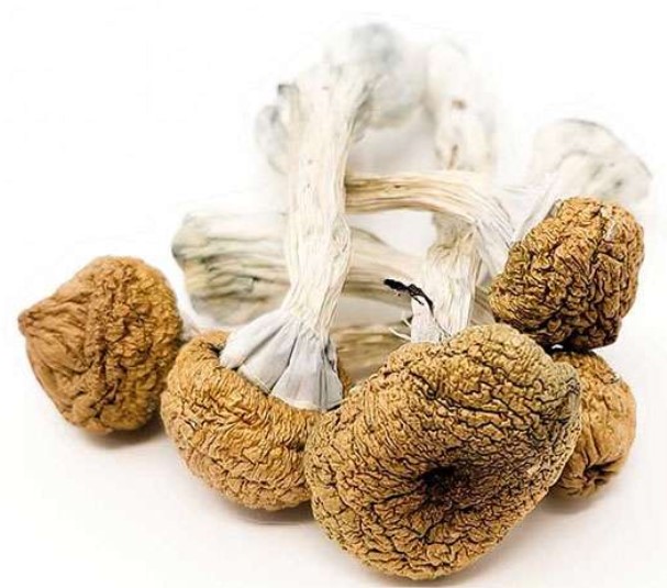  Texas Yellow Caps Magic Mushrooms