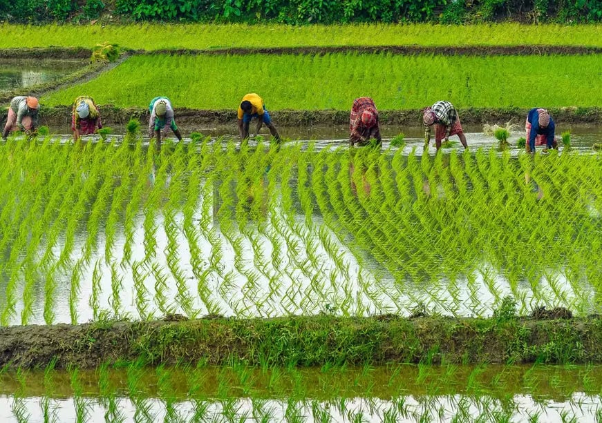  Climate Resilience for South Asia’s Farmers: Absorb, Adapt, Transform