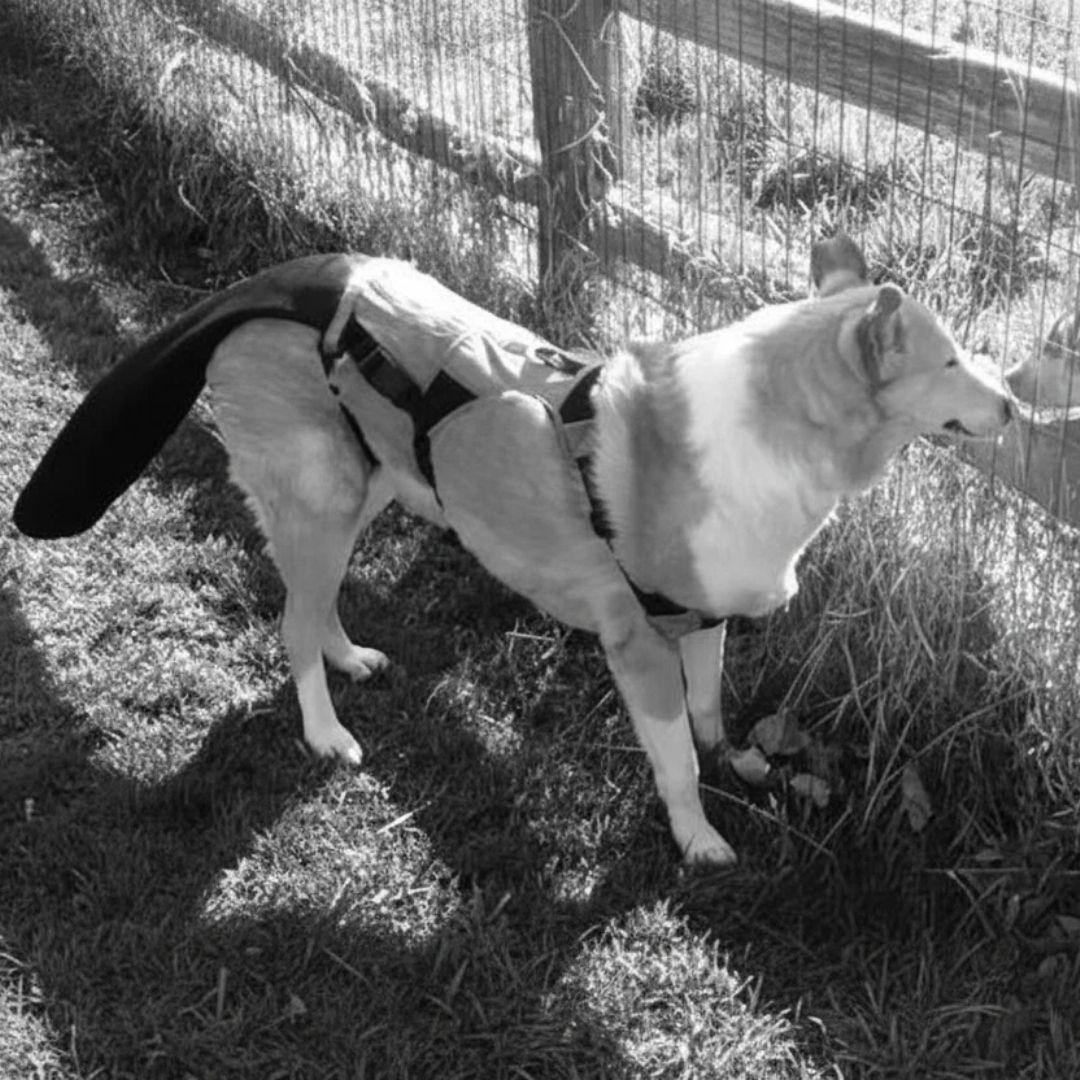  Comfortable Lick Guard for Dogs at Home
