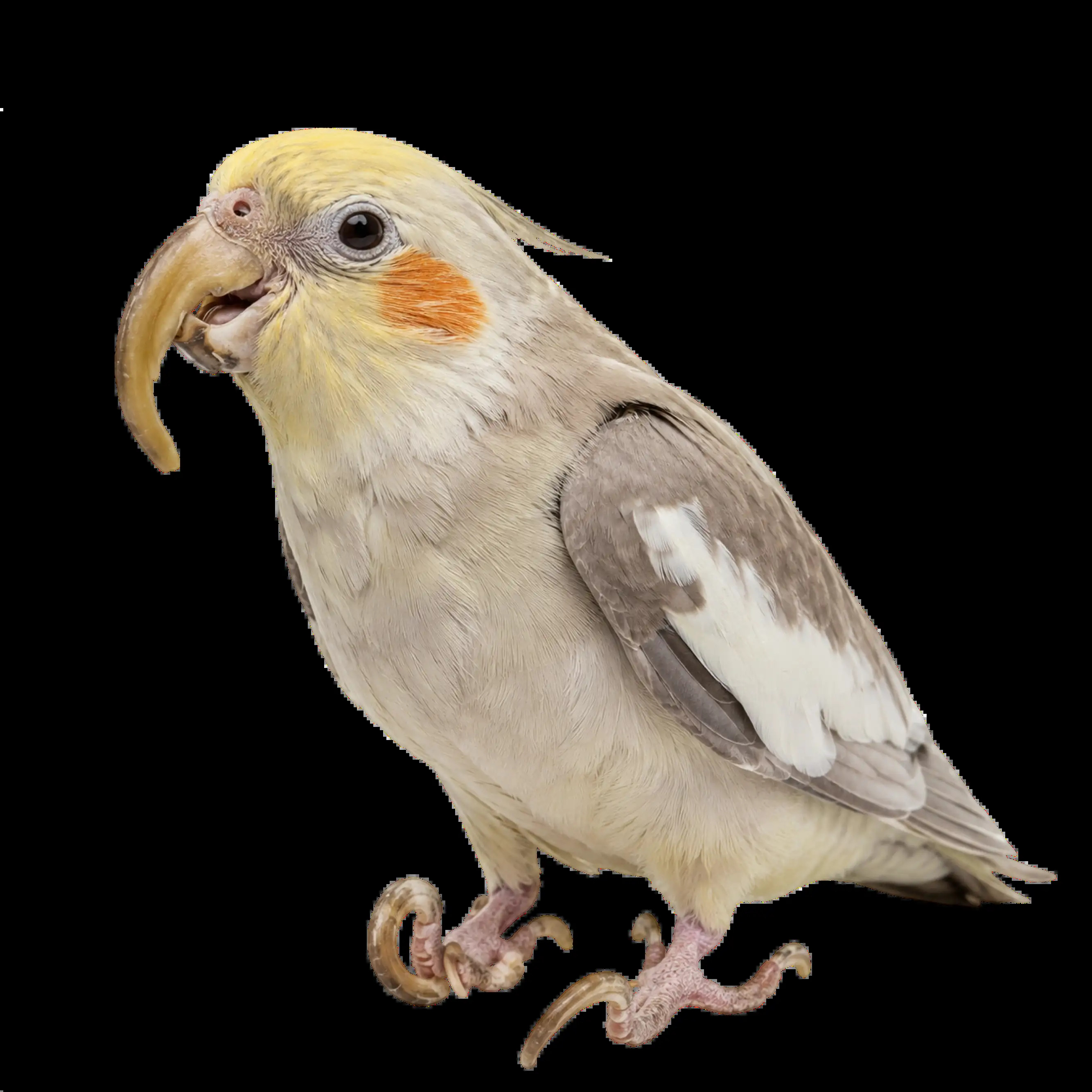  Is Your Bird’s Beak or Nails Overgrown? Get a Quick Vet Consultation Online
