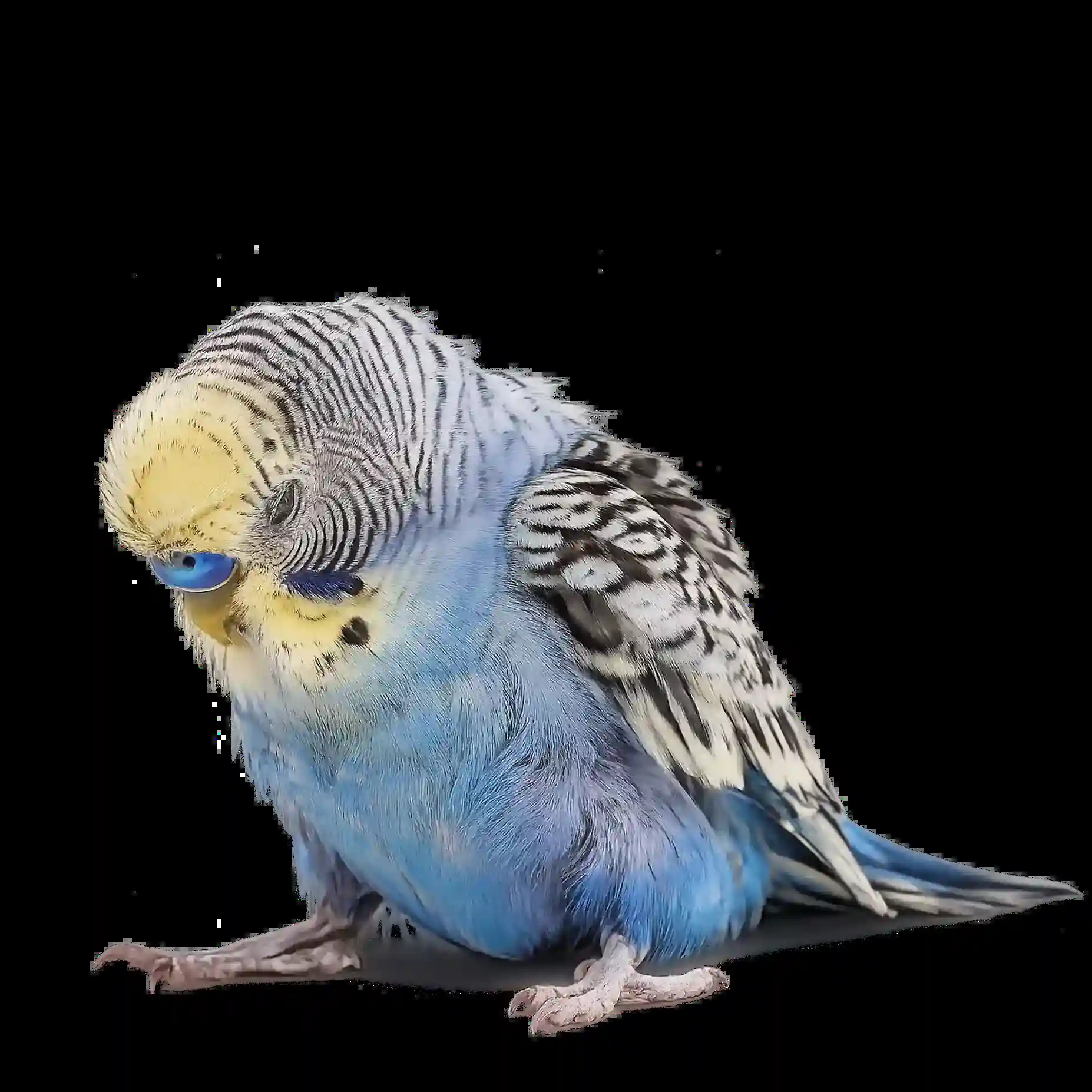  Is Your Bird Weak, Tired, Or Less Active Than Usual? Consult An Avian Vet Online