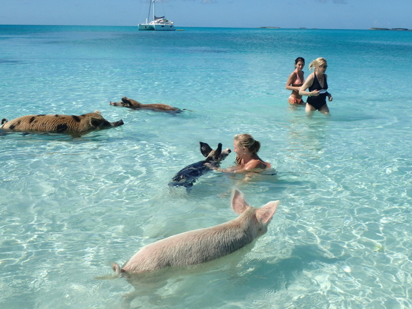  Unforgettable Island Moments and Fun | bahamas with swimming pigs