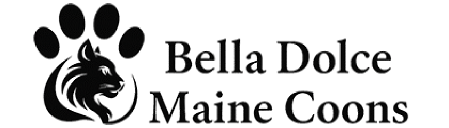  Registered Maine Coon Breeder for Healthy Pedigree Cats