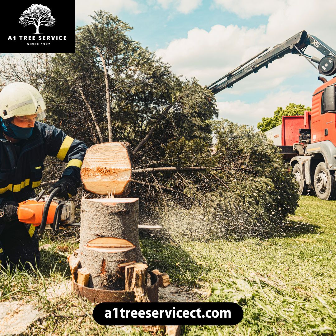  How Does A Stump Grinder Bristol Help Your Property?