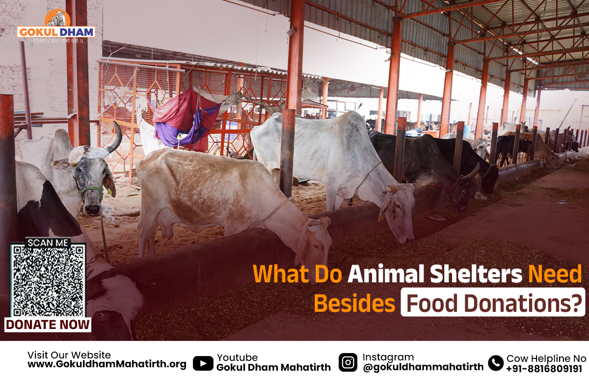  Gaushala Near Me: Support Cow Food & Fodder Donation