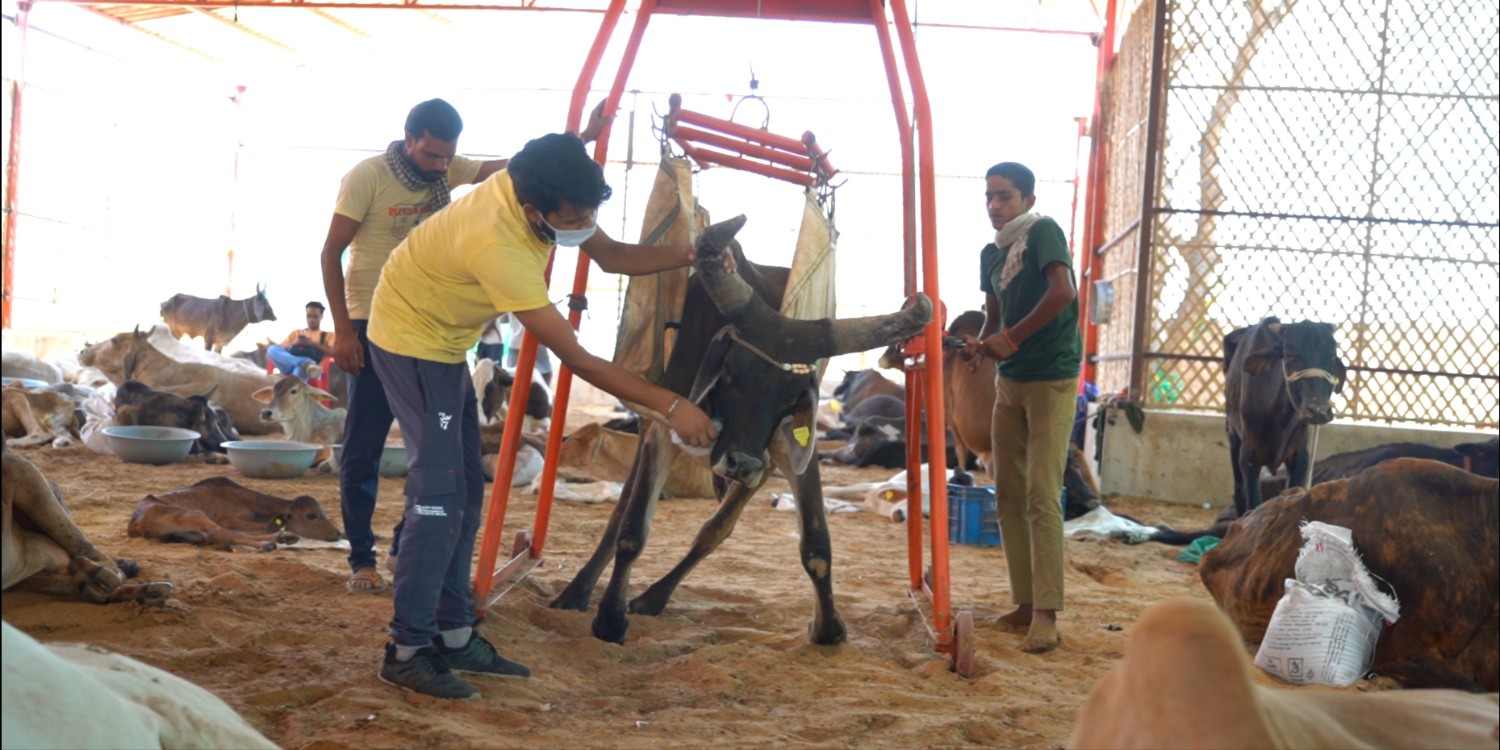  Gau Daan for Gaushala, Cow Rescue & Cow Welfare