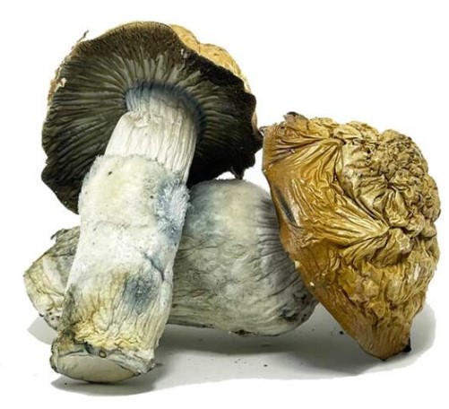  Penis Envy Magic Mushrooms