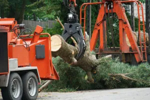  Tree Care Services Near Me: Protect Your Property With Proper Tree Care