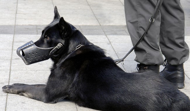  Protection Dogs for Sale | Prestige Protection Dogs