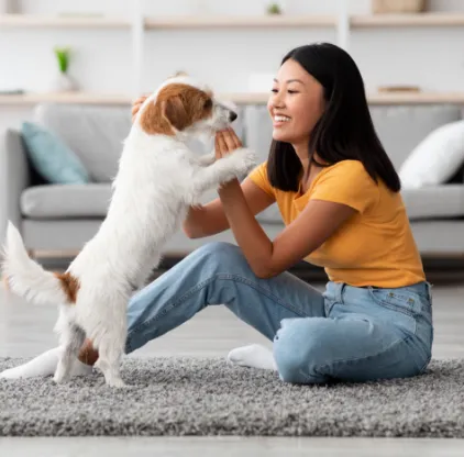  Dog Training Dallas | Prestige K9