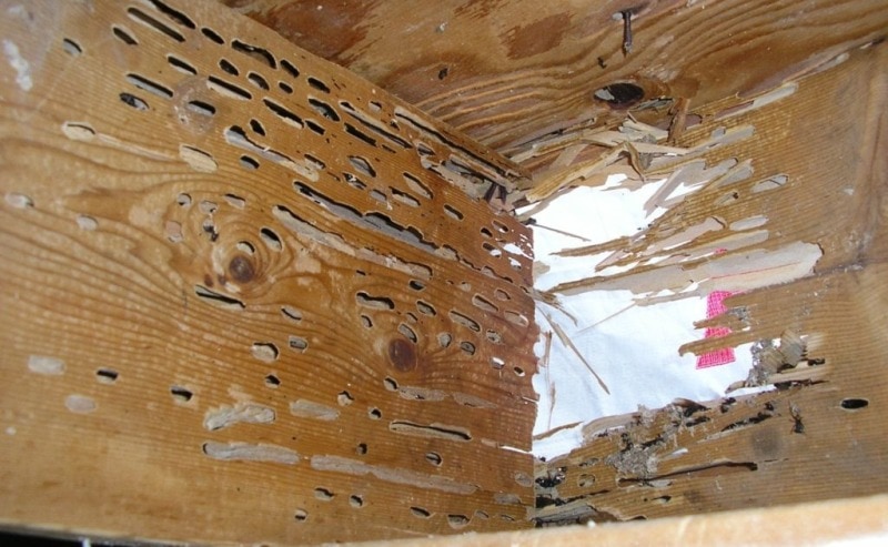  Understand Structural Concerns With an Old House Borer Beetle Damage Consultant