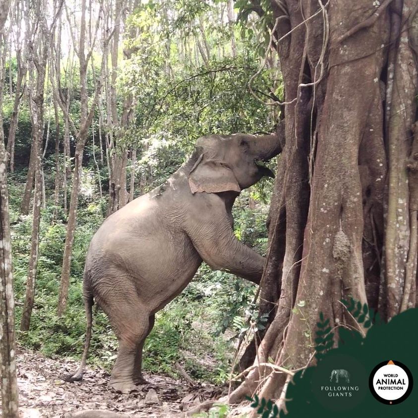  Elephant Sanctuary