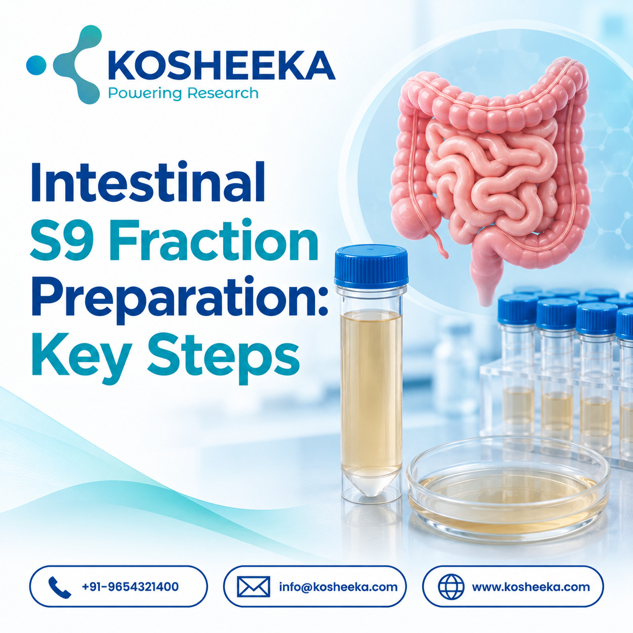  Intestinal S9 Fraction Preparation: Key Steps