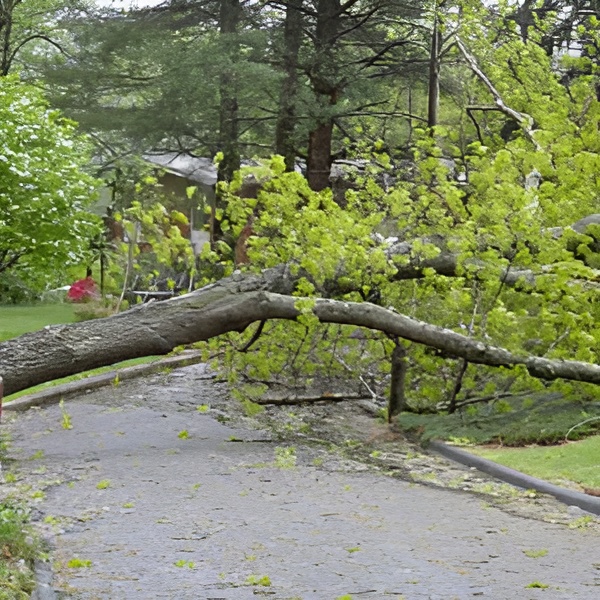  Emergency Tree Removal Service
