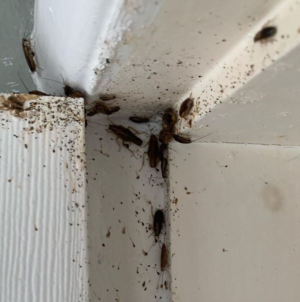  Cockroach Control