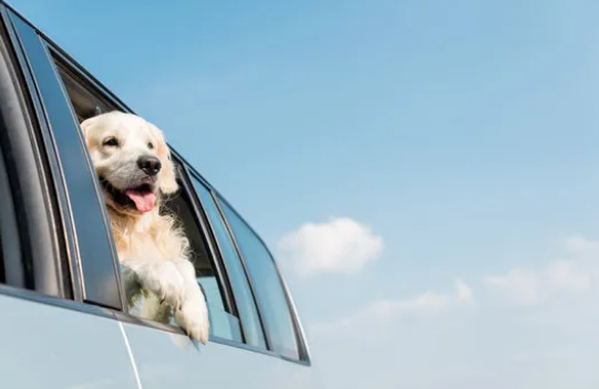  Pet Cab Services in Delhi NCR – Comfortable Travel