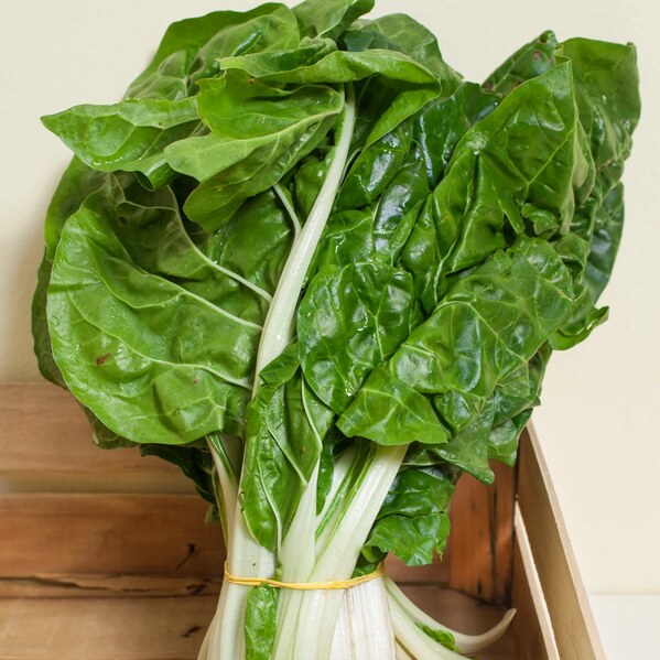  Giant Swiss Chard Growing Guide | Fordhook Swiss Chard Tips