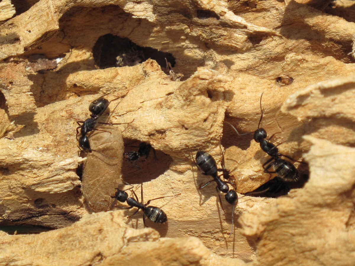  Protect Your Property From Carpenter Ant Damage