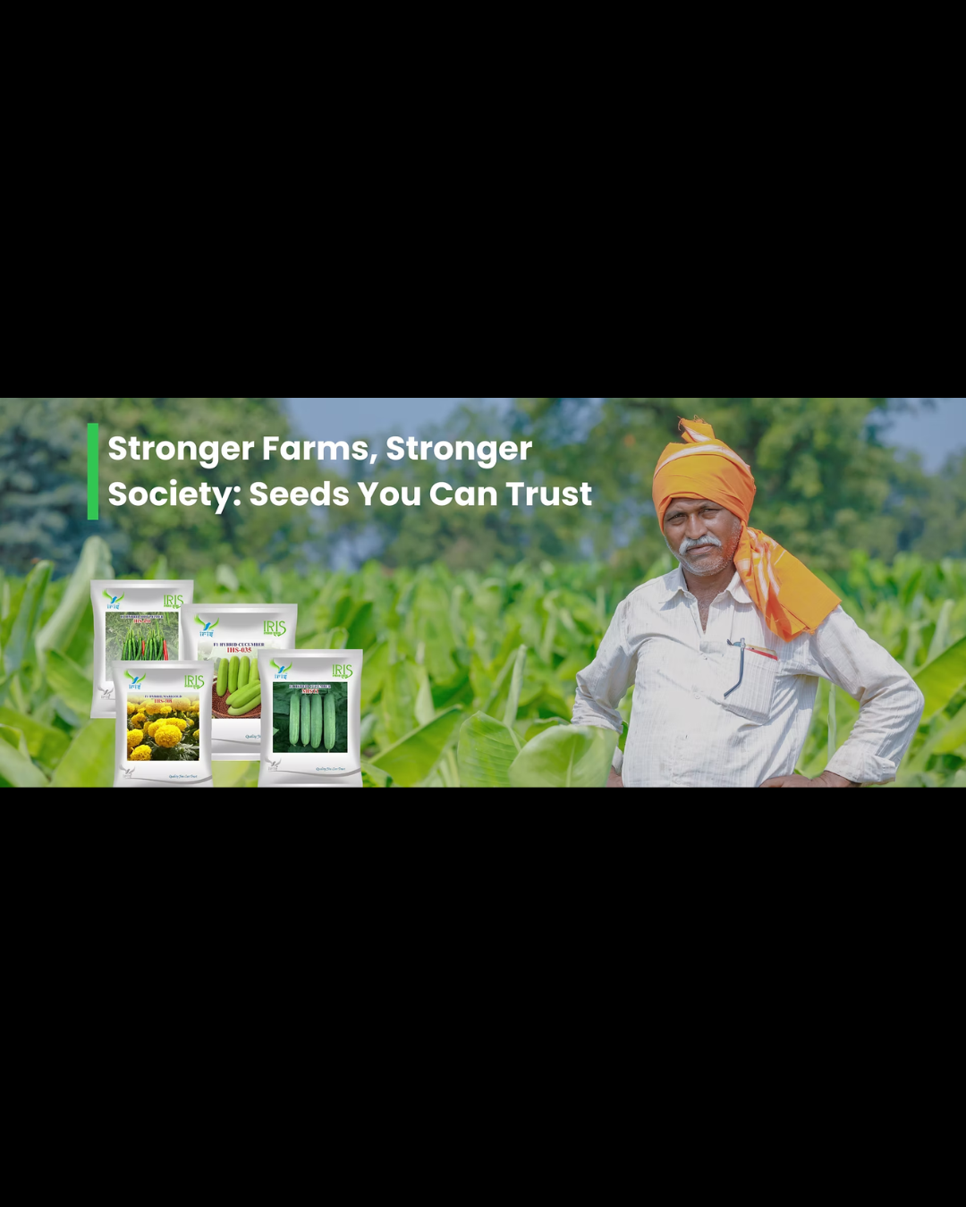  Hybrid Sweet Corn Seeds for Better Crop Quality