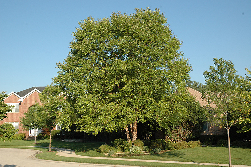  Buy Birch Tree | River Birch Trees Online with Delivery, Planting & 1 Year Warranty