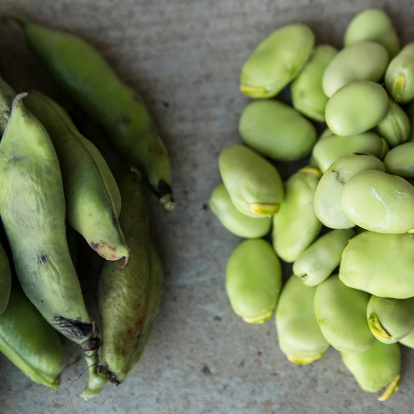  Henderson Bush Lima Bean | Buy Henderson Bush Lima Beans