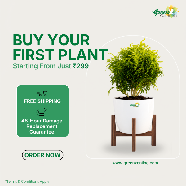  India's Best Indoor Plants Collection – Shop Now | GreenX Gardenia