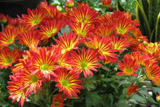  Buy Perennial Flowers in St. Peters | Daniel’s Farm and Greenhouses